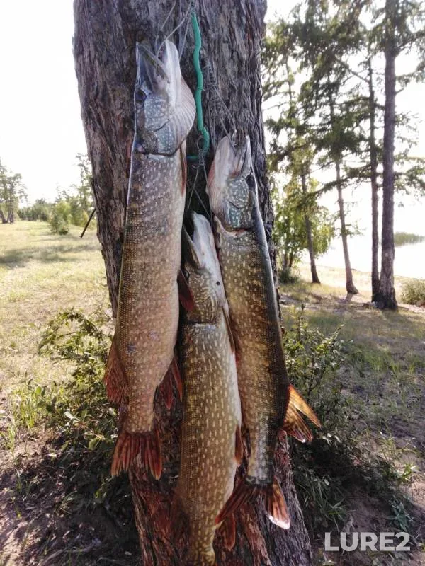 Pike — Shakshinskoye, Aug 31, 2019