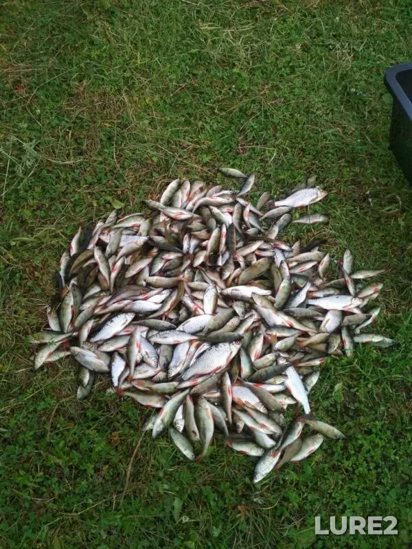 Perch, Roach — Shakshinskoye, Aug 25, 2019
