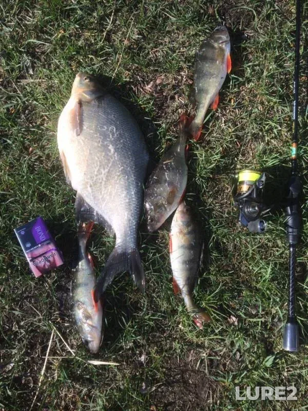 Bream, Perch — Minusinskaya protoka, May 25, 2019