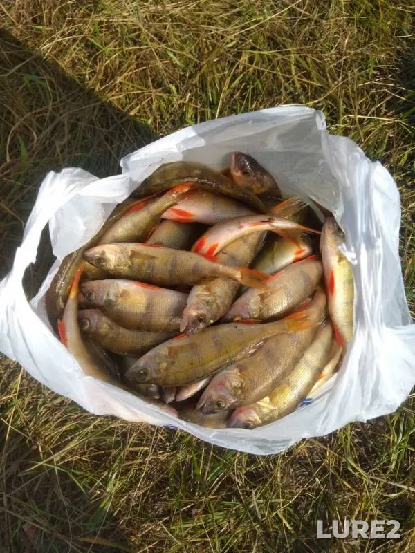 Perch — Arakhley, Jul 24, 2019