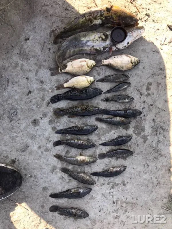 Crucian carp — Zabaykalskiy kray, Jul 15, 2019