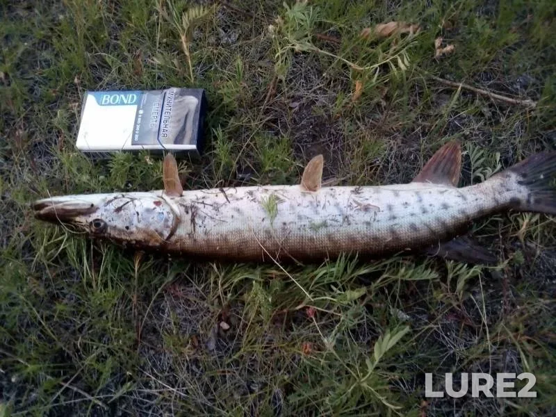 Pike — Verkhnyaya Cheremkhovka, Jul 06, 2019