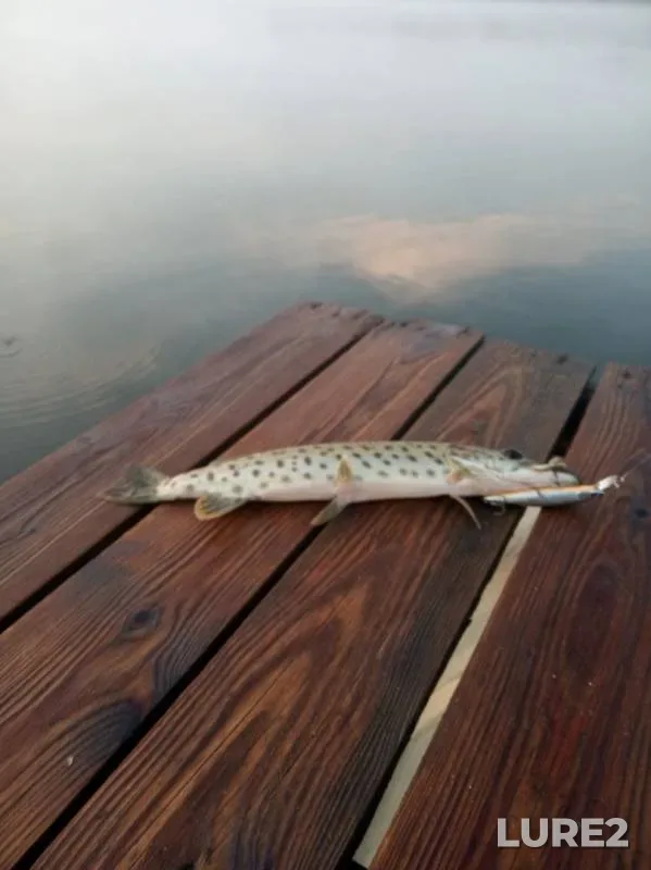 Pike — Areyskoye, Jul 06, 2019