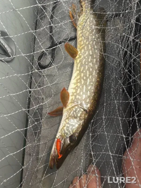 Perch, Pike — Arakhley, Jul 11, 2019