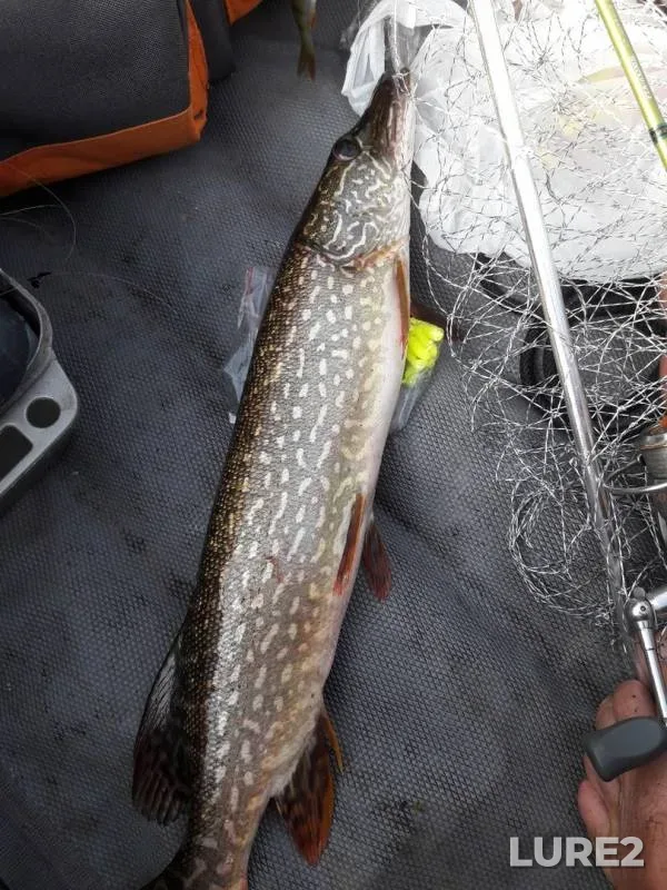 Pike — Arakhley, Jul 18, 2019