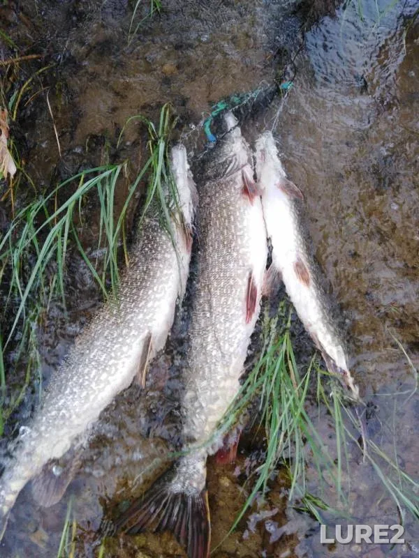 Pike — Shakshinskoye, Jul 20, 2019