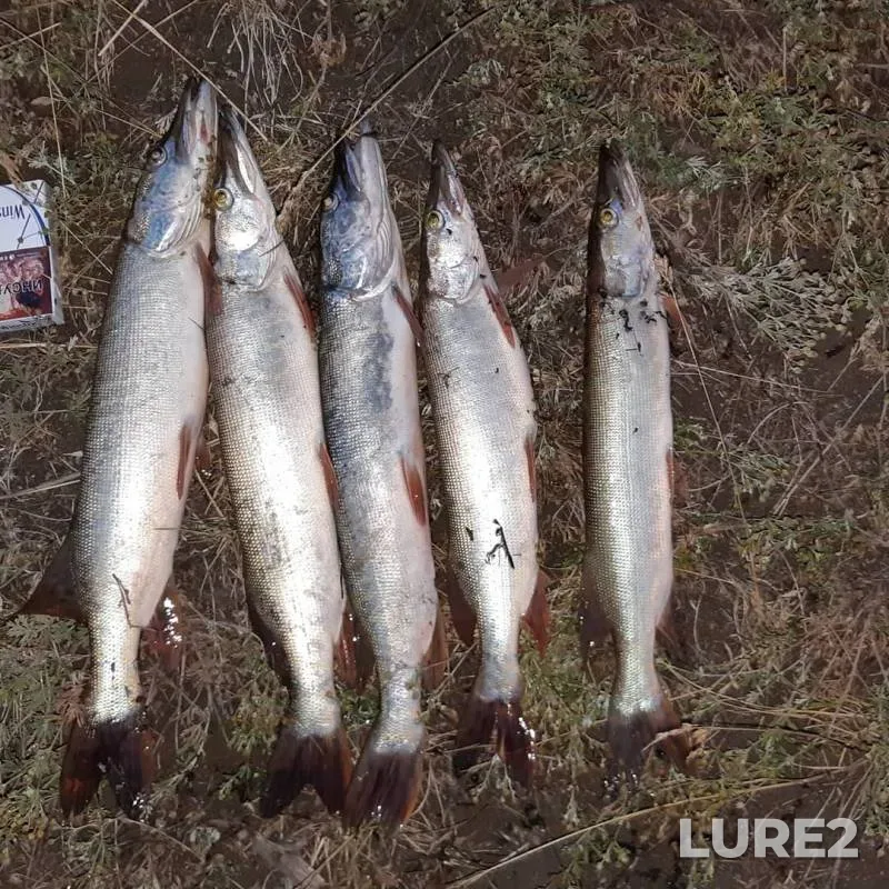 Pike — Kotokel, Jul 21, 2019