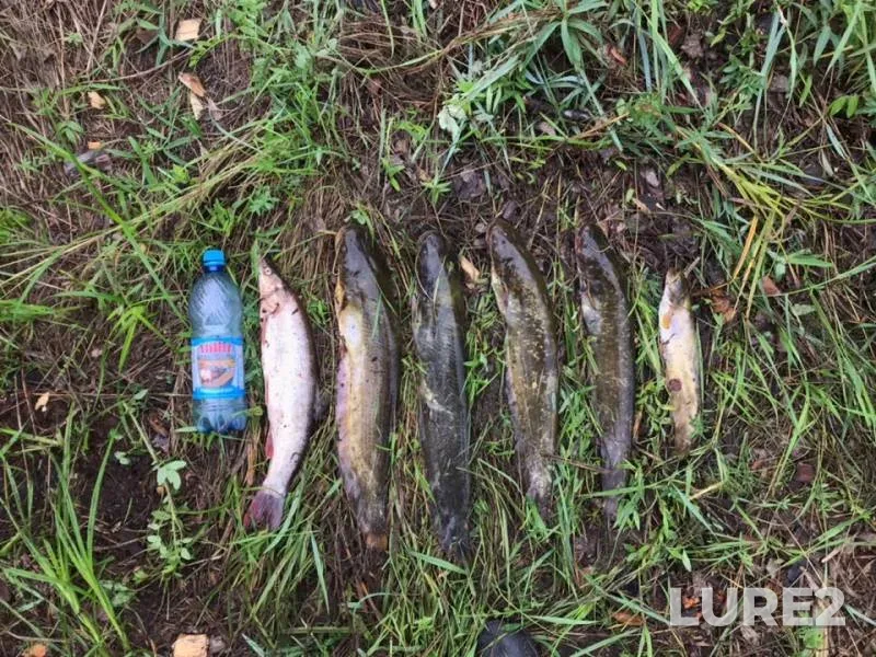 Wels catfish — Zabaykalskiy kray, Jul 29, 2019