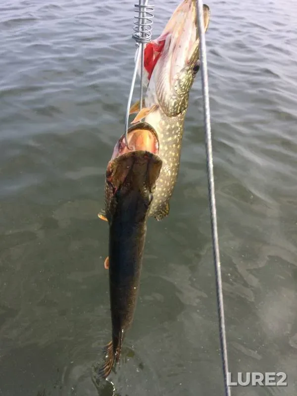 Pike — Ivan, Aug 03, 2019