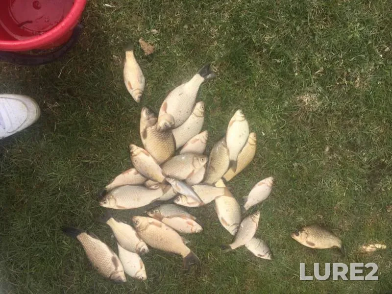 Crucian carp — Kamyshta, May 27, 2019