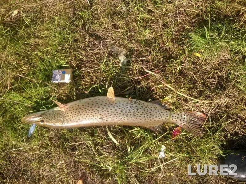 Pike — Nikishka, Aug 18, 2019