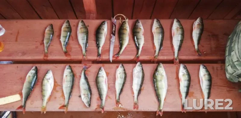 Perch — Arakhley, Jun 23, 2019