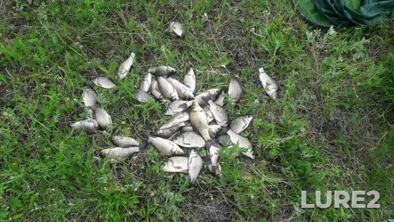 Crucian carp — Tasey, Jun 22, 2019