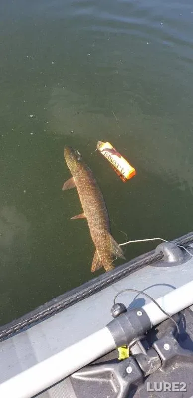 Pike — Shakshinskoye, Jun 22, 2019