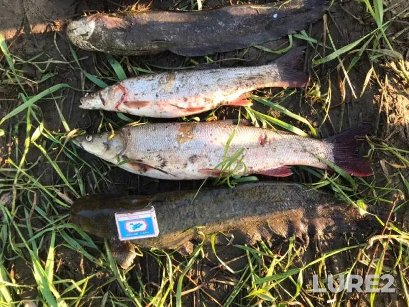 Wels catfish, Ide — Zabaykalskiy kray, Jun 22, 2019