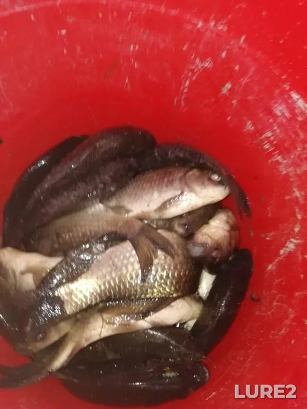 Crucian carp — Chyornoye, May 30, 2019