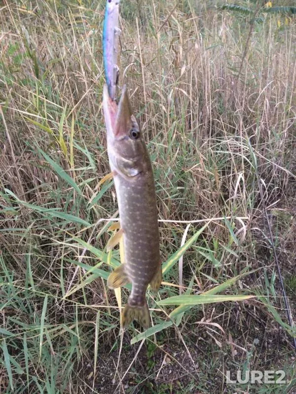Pike — Urup, Oct 04, 2018
