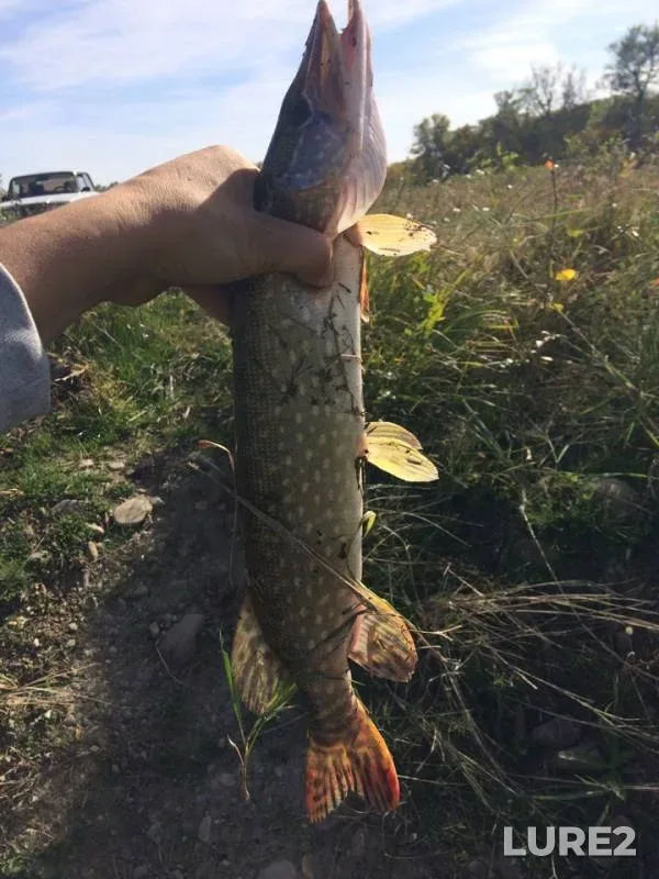 Pike — Urup, Oct 16, 2018