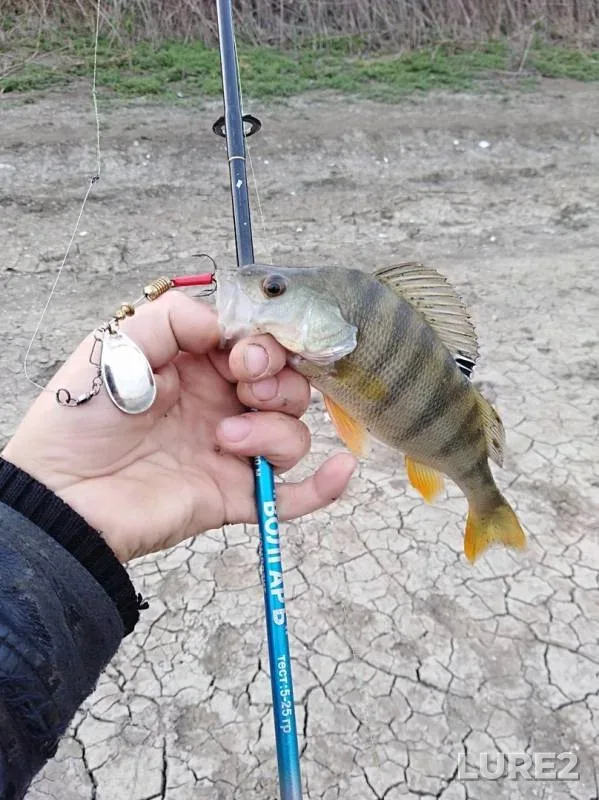 Perch — Fedorovskaya "zamanukha", Oct 23, 2018