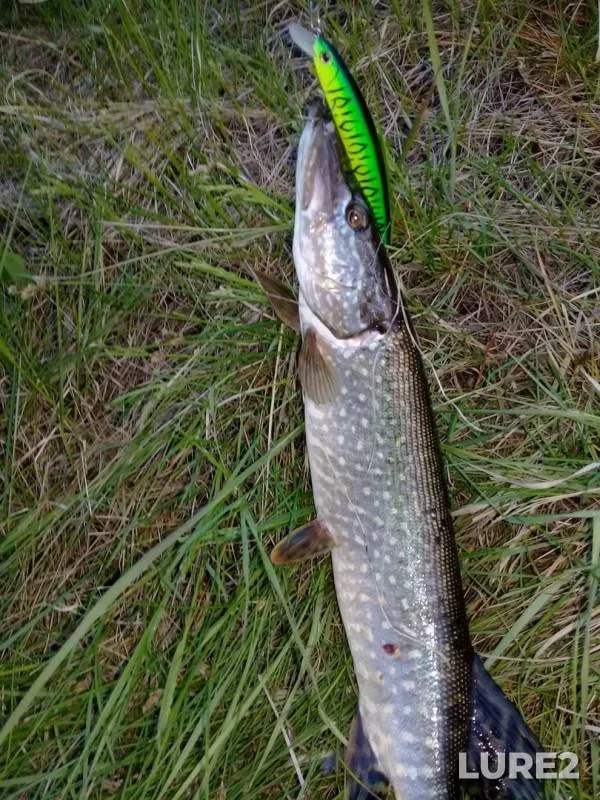 Pike — Tasheba, May 27, 2019