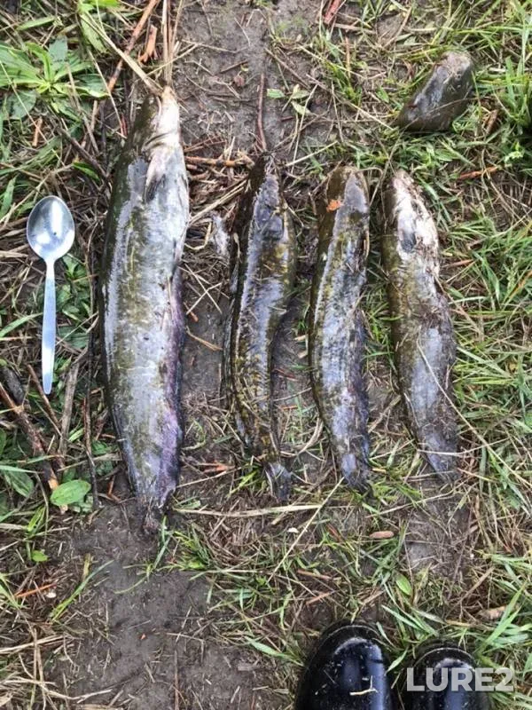 Wels catfish — Zabaykalskiy kray, Jun 06, 2019