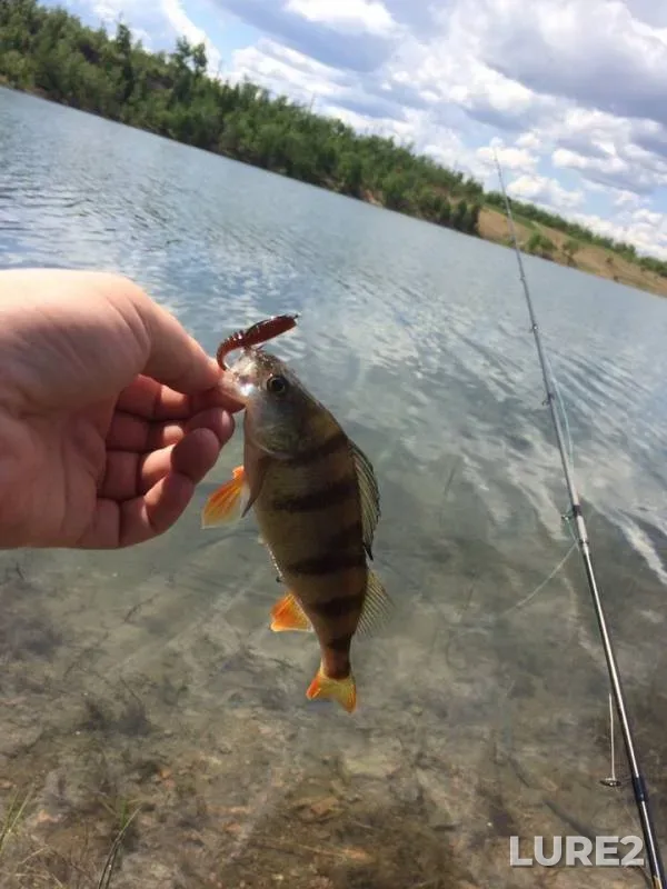 Perch — Zabaykalskiy kray, Jun 08, 2019