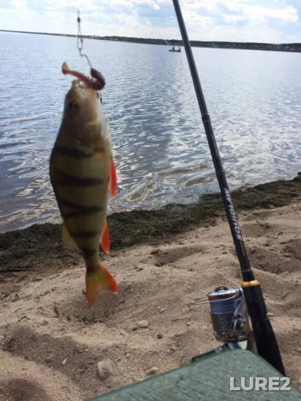 Perch — Ivan, Jun 09, 2019