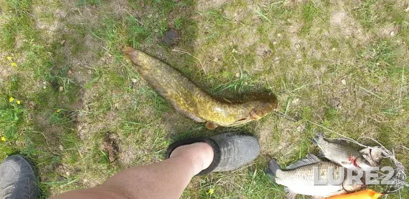 Wels catfish, Crucian carp — Onon, Jun 11, 2019
