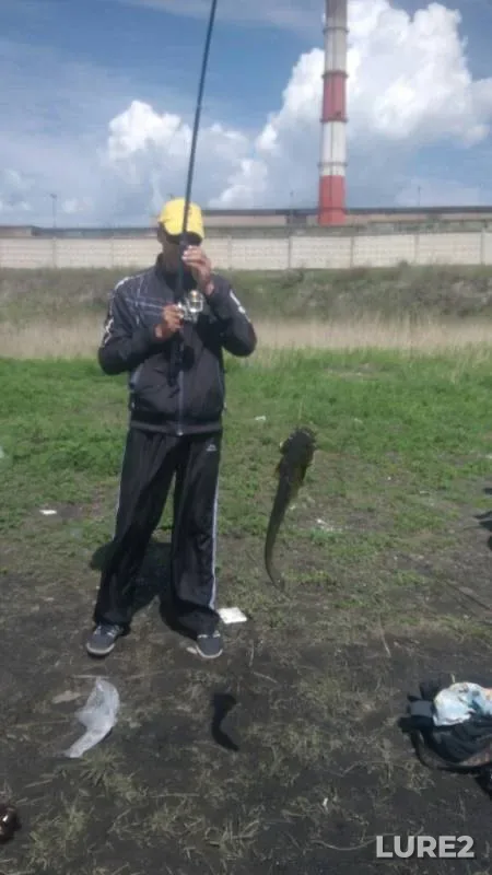 Wels catfish — Kenon, Jun 09, 2019