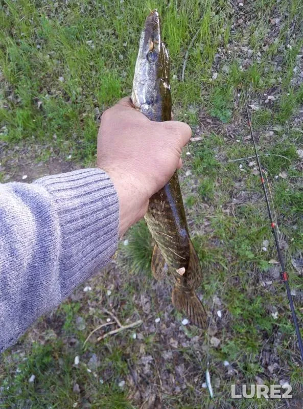 Pike — Minusinskaya protoka, May 31, 2019