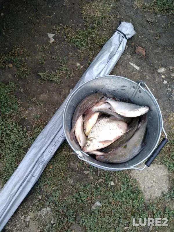 Bream, Crucian carp — Kuban, Sep 21, 2019