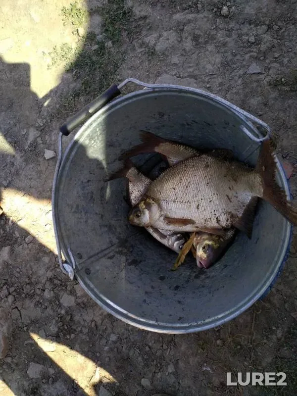 Bream — Kuban, Sep 14, 2019