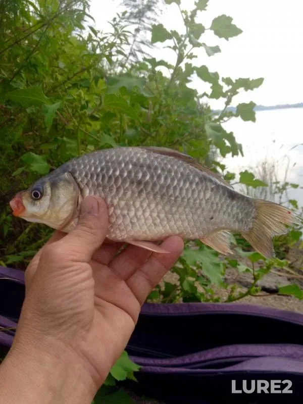 Crucian carp — Oktyabrskoye, Aug 17, 2019