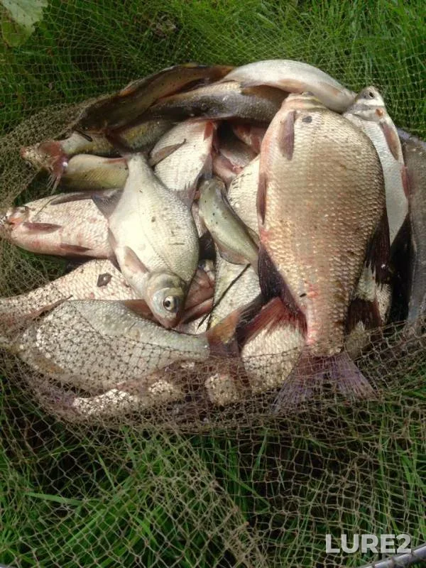 Bream — Kuban, Aug 02, 2019