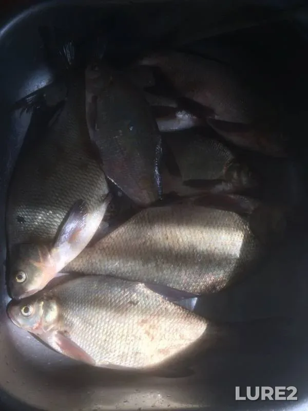 Bream — Krasnoyarskoye, Jun 01, 2019