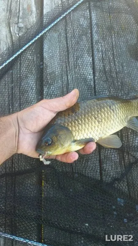 Crucian carp — Kochety, May 04, 2019