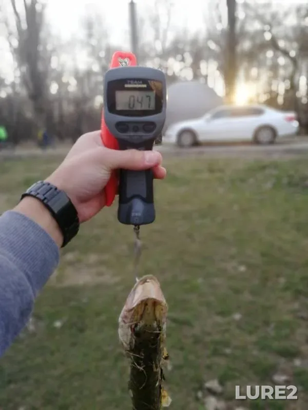 Pike — Staraya Kuban, Feb 03, 2019