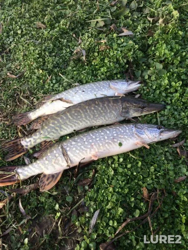 Pike — Kuban, Jan 28, 2019
