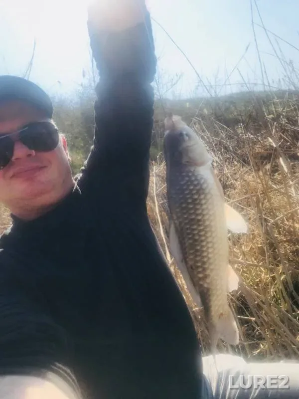 Crucian carp — Krasnodarskiy kray, Temryukskiy rayon, Apr 06, 2019
