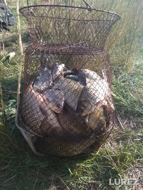 Crucian carp — Komkovatyy liman, Sep 22, 2018