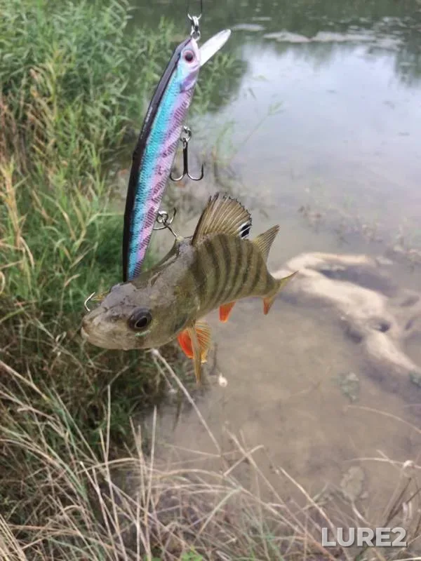 Perch — Urup, Sep 16, 2018