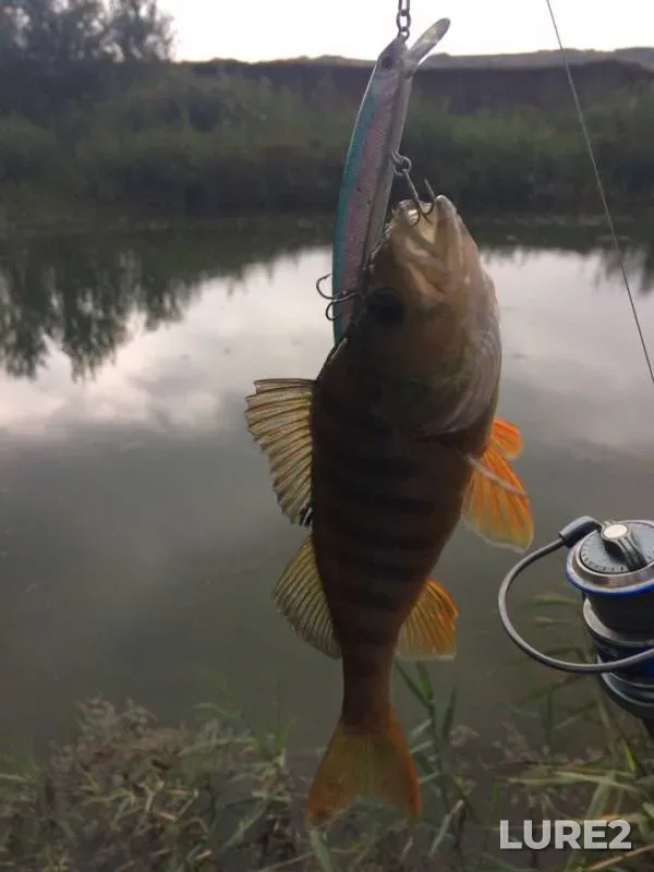 Perch, Pike — Urup, Sep 11, 2018