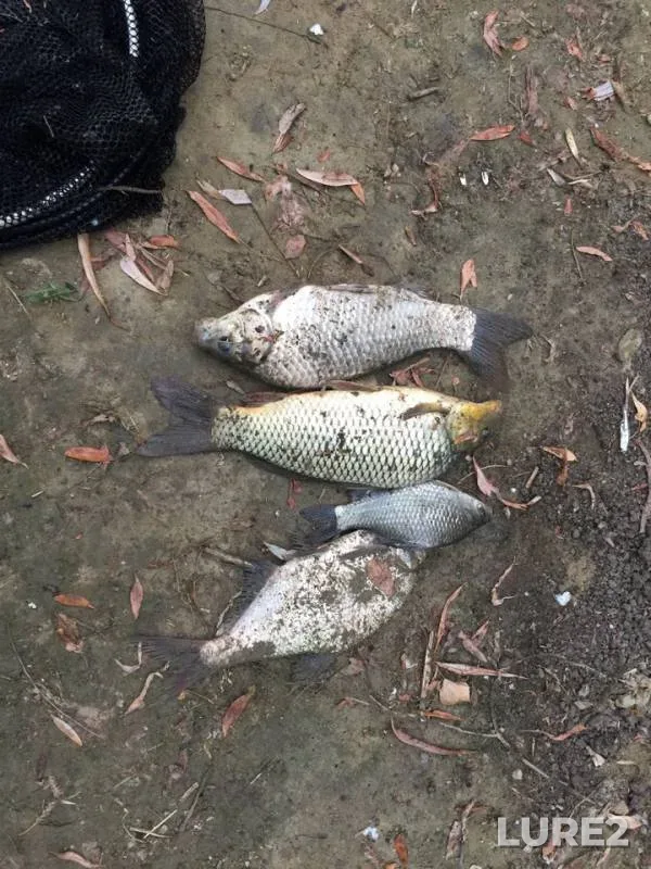 Bream, Crucian carp — Kuban, Sep 04, 2018