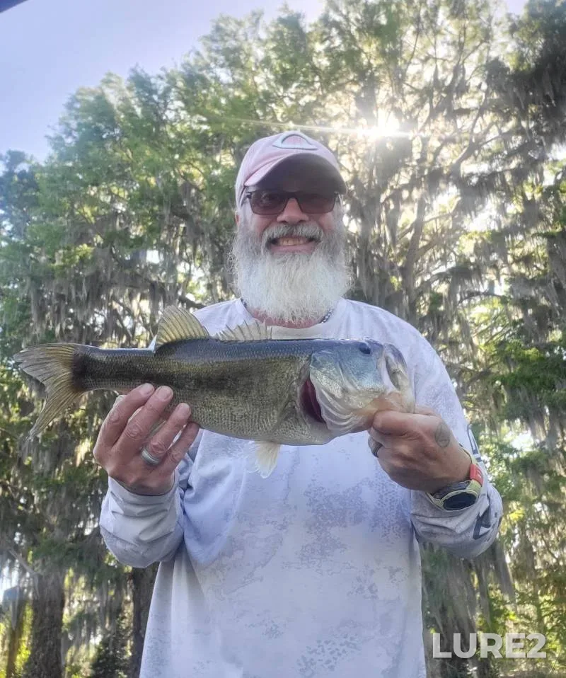 Largemouth bass — Lake Harris, Nov 01, 2018