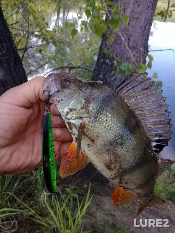 Perch, Pike — Respublika Khakasiya, Jun 04, 2019