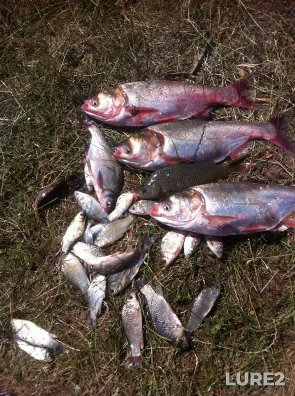 Bream, Crucian carp — Marta, Jun 15, 2018