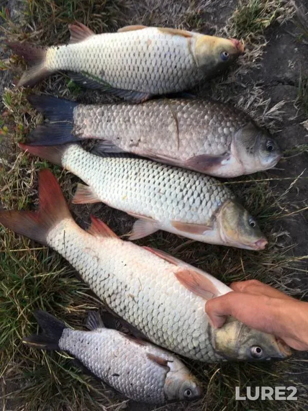 Crucian carp — Krasnodarskiy kray, Temryukskiy rayon, Jun 11, 2018