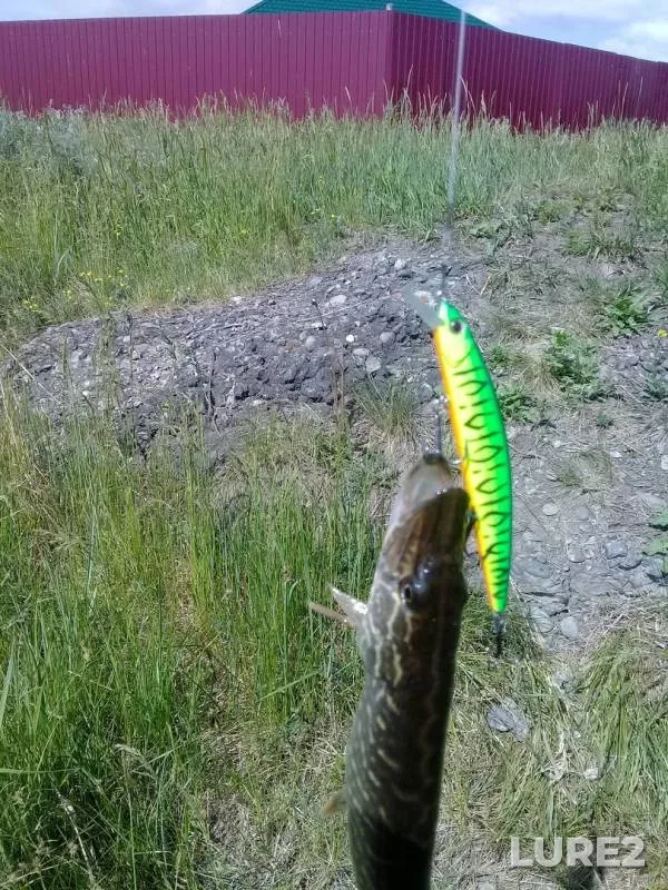 Perch, Pike — Tasheba, Jun 05, 2019