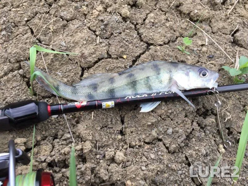 Perch — Kuban, May 06, 2018
