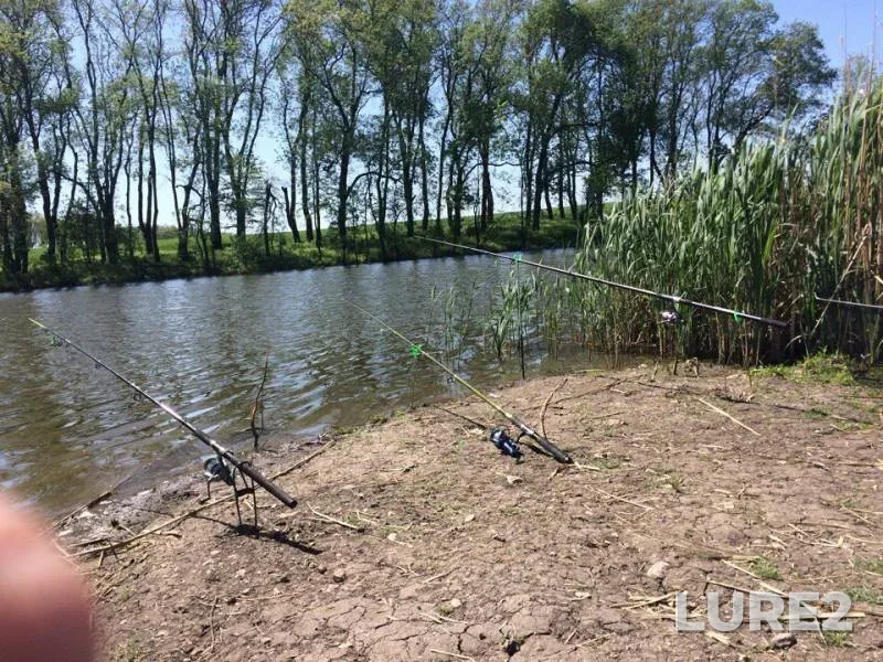 Crucian carp — Krasnodarskiy kray, Dinskoy rayon, Apr 30, 2018